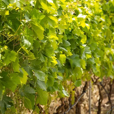 Terreamare Porto Cesareo